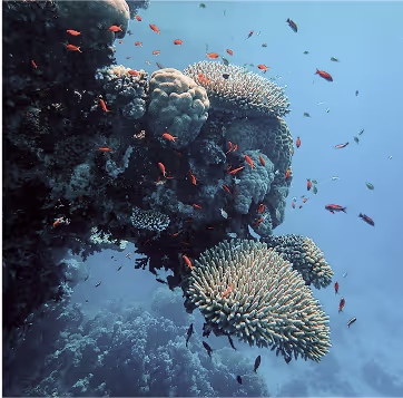 Moved by the island’s fragile beauty and the urgency of its decline, our founder Melita Koulmandas began working alongside local communities to restore its once coral-rich waters.