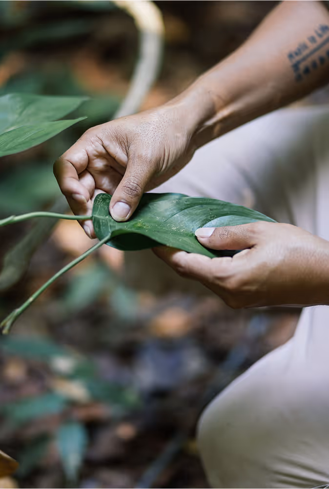 At the core of our vision is our nonprofit, the Song Saa Foundation, dedicated to regenerating marine habitats, communities and land in the Koh Rong Archipelago and Siem Reap.