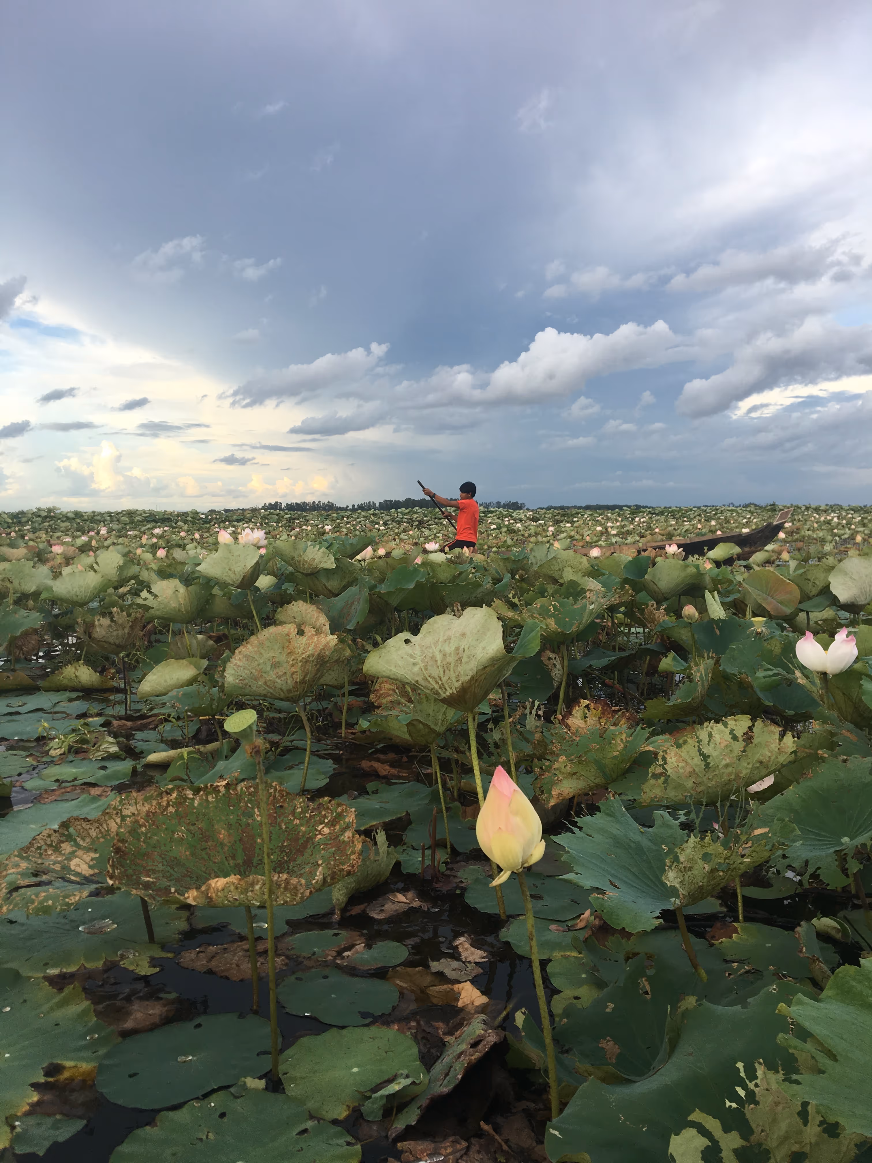 Lake & Wetland Restoration Programme
This project will restore the Song Saa Reserve’s major water body—Boeung Chhouk—to its former glory, increasing open water areas and rehabilitating wetland habitats.