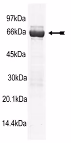 p38β2/SAPK2b2, unactive Human Recombinant Kinase Protein