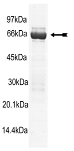 p38β2/SAPK2b2, unactive Human Recombinant Kinase Protein