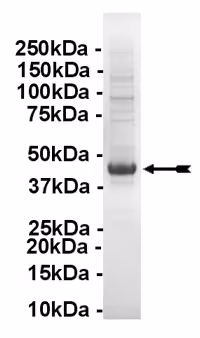 JNK1α1/SAPK1c, unactive Human Recombinant Kinase Protein