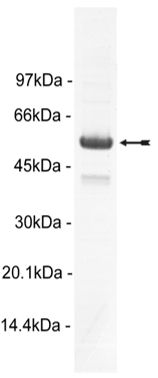 PRAK, unactive Human Recombinant Kinase Protein