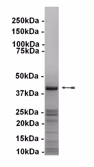 PKA, catalytic subunit, Recombinant Human Recombinant Kinase Protein