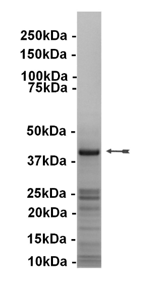 PKA, catalytic subunit, Recombinant Human Recombinant Kinase Protein
