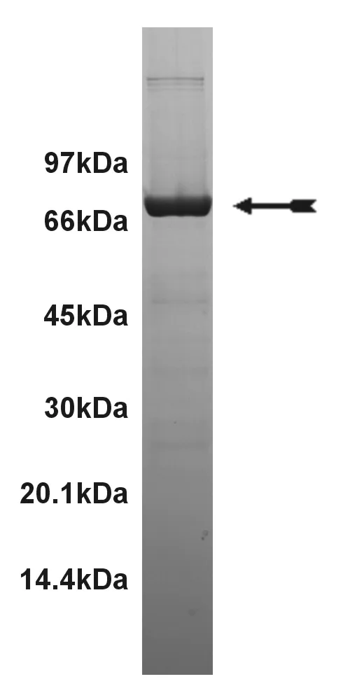 CSK, active Human Recombinant Kinase Protein
