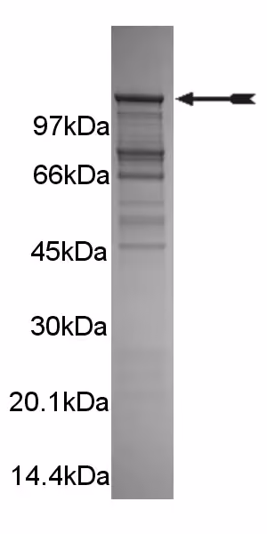 Arg, active Mouse Recombinant Kinase Protein