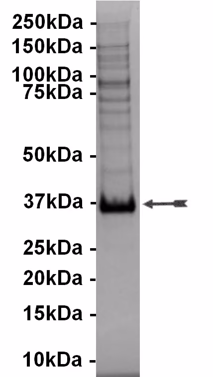FGFR3, active Human Recombinant Kinase Protein