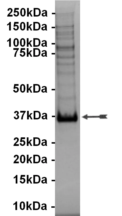 FGFR3, active Human Recombinant Kinase Protein