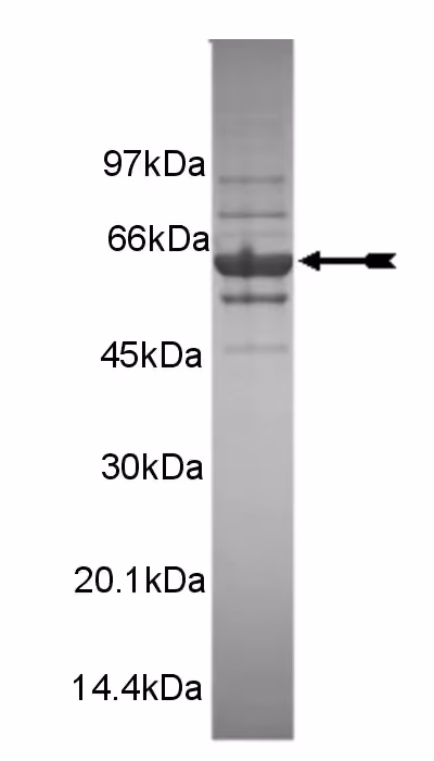 PKCα, active Human Recombinant Kinase Protein