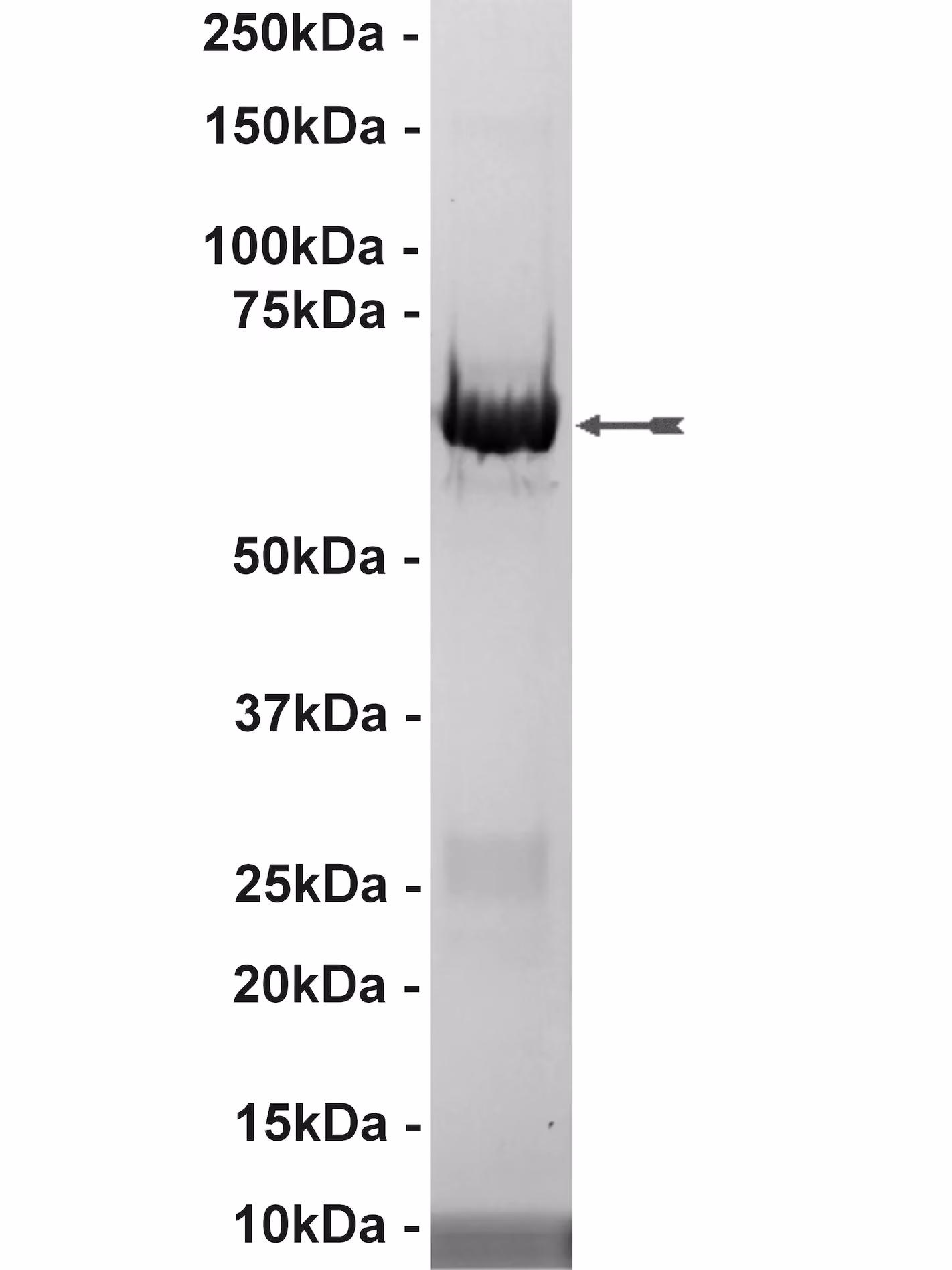 MAP Kinase 2/Erk2, active Human Recombinant Kinase Protein