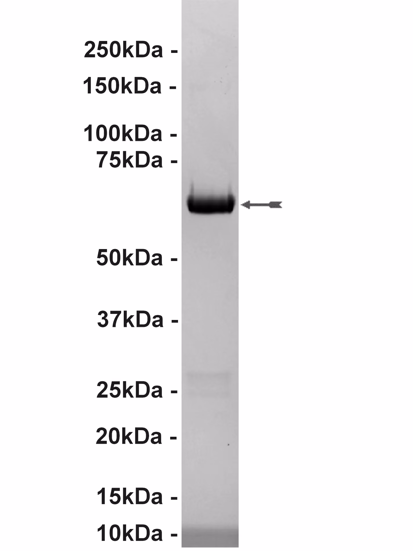 MAP Kinase 2/Erk2, unactive Mouse Recombinant Kinase Protein