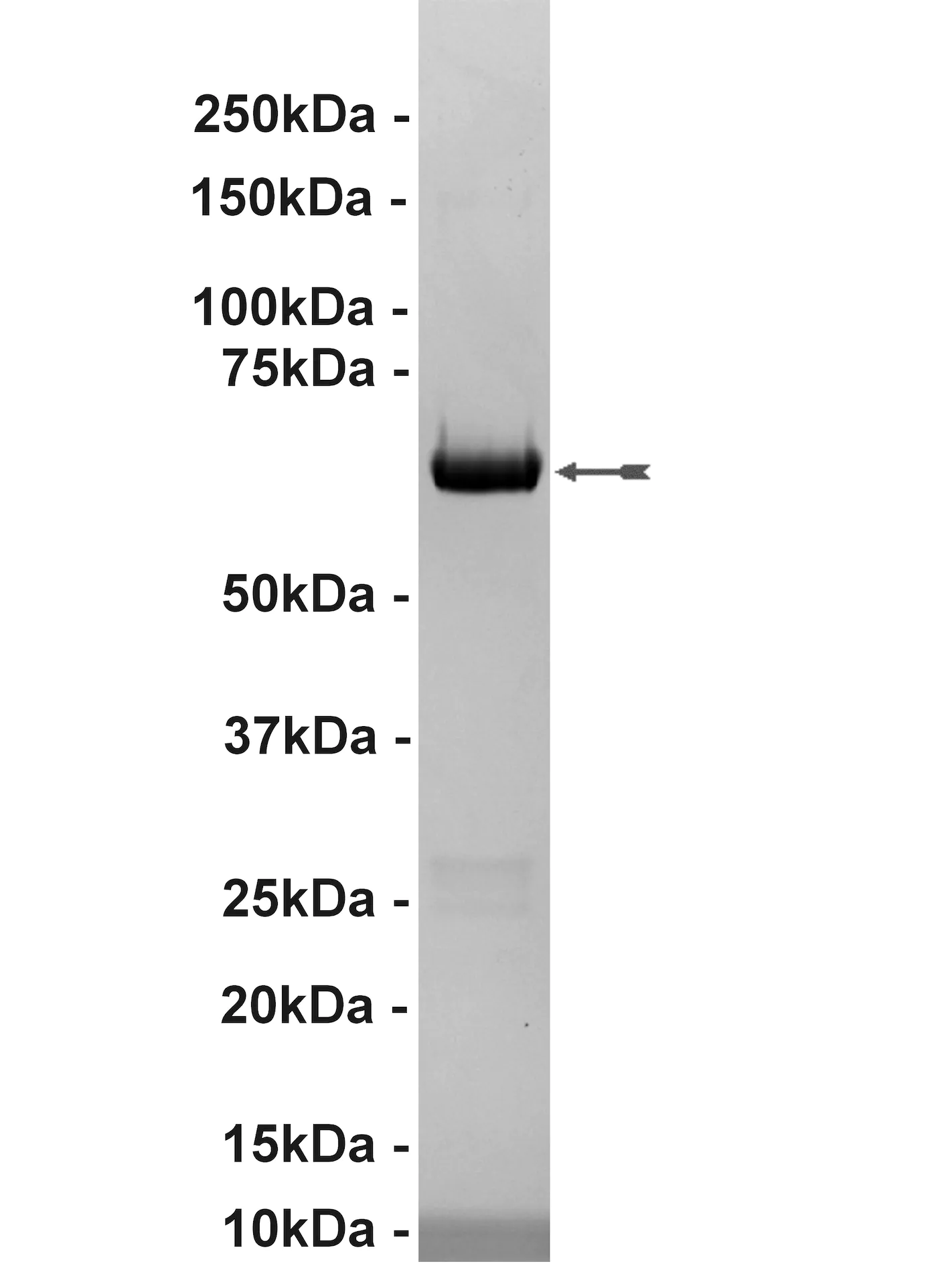 MAP Kinase 2/Erk2, unactive Mouse Recombinant Kinase Protein