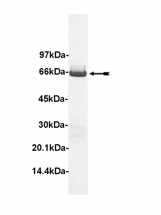 SAPK4, unactive Human Recombinant Kinase Protein
