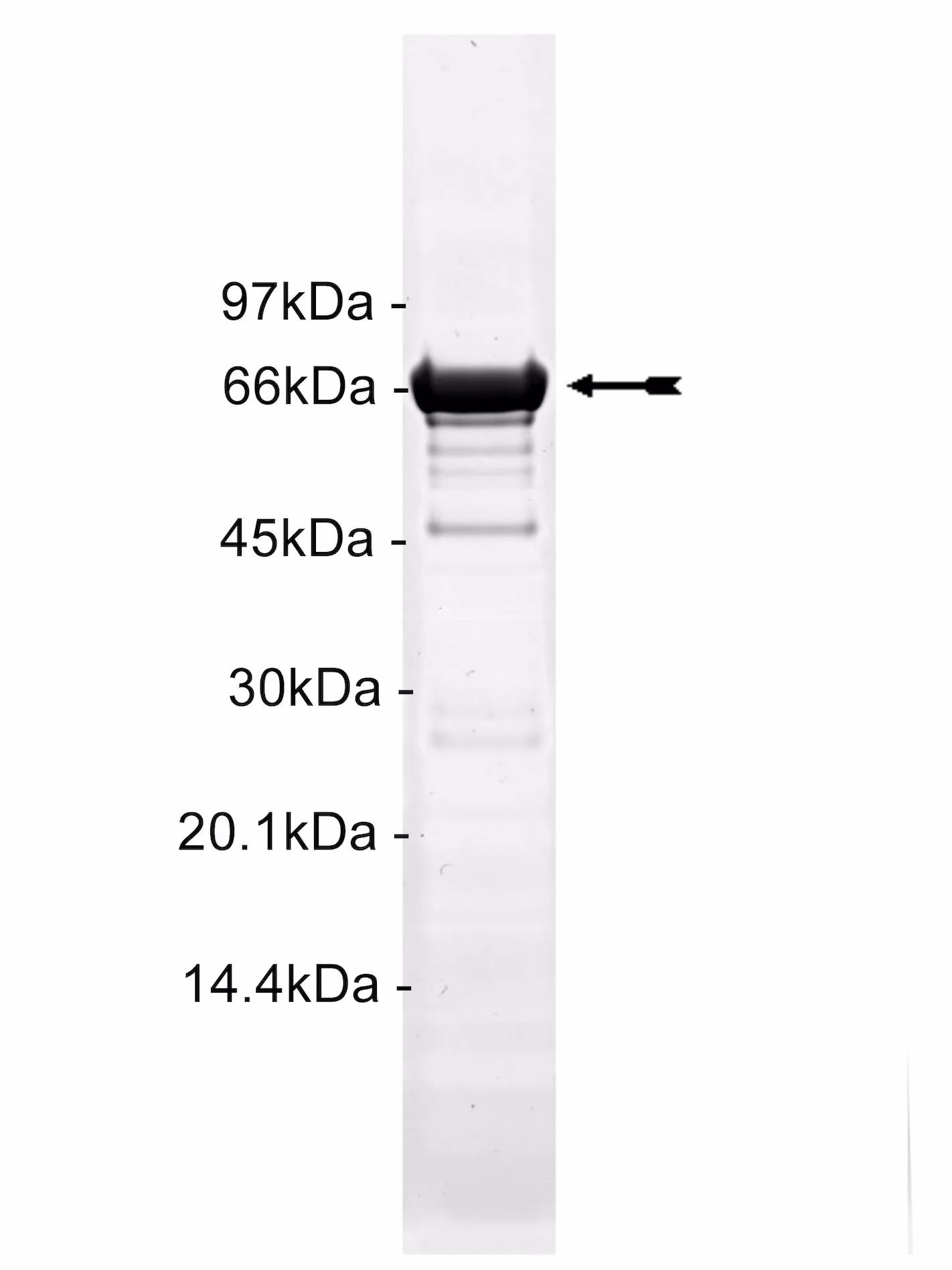 p38γ/SAPK3, active Human Recombinant Kinase Protein
