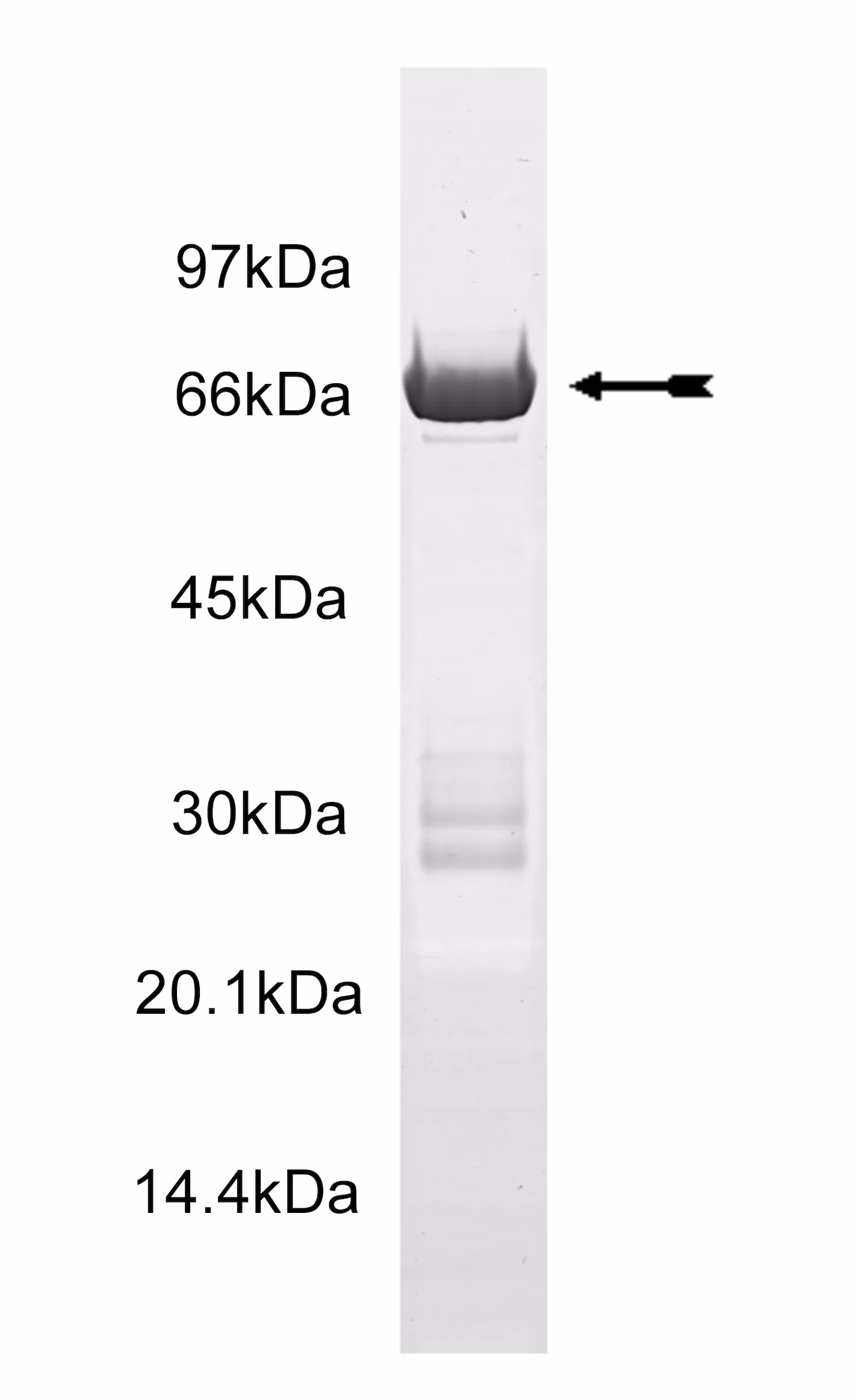 p38β2/SAPK2b2, active Human Recombinant Kinase Protein