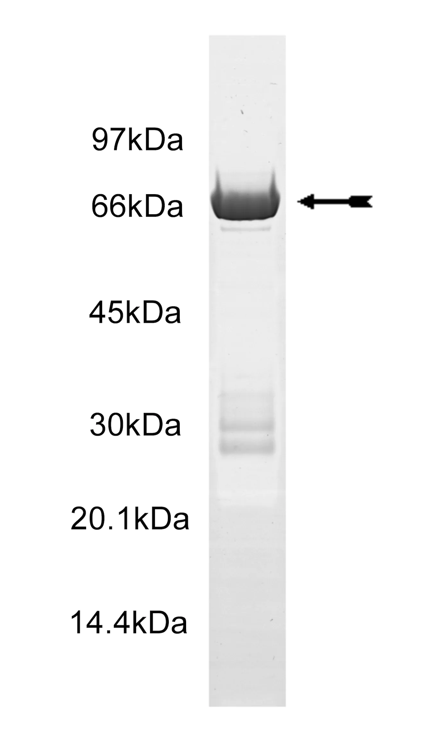p38β2/SAPK2b2, active Human Recombinant Kinase Protein
