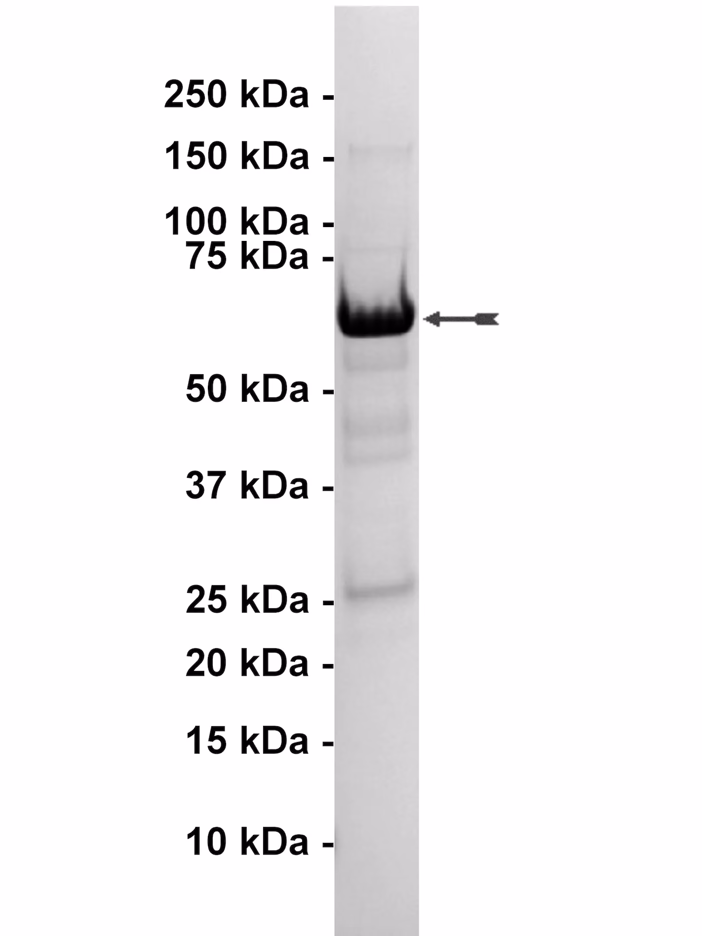 p38α/SAPK2a, active Human Recombinant Kinase Protein