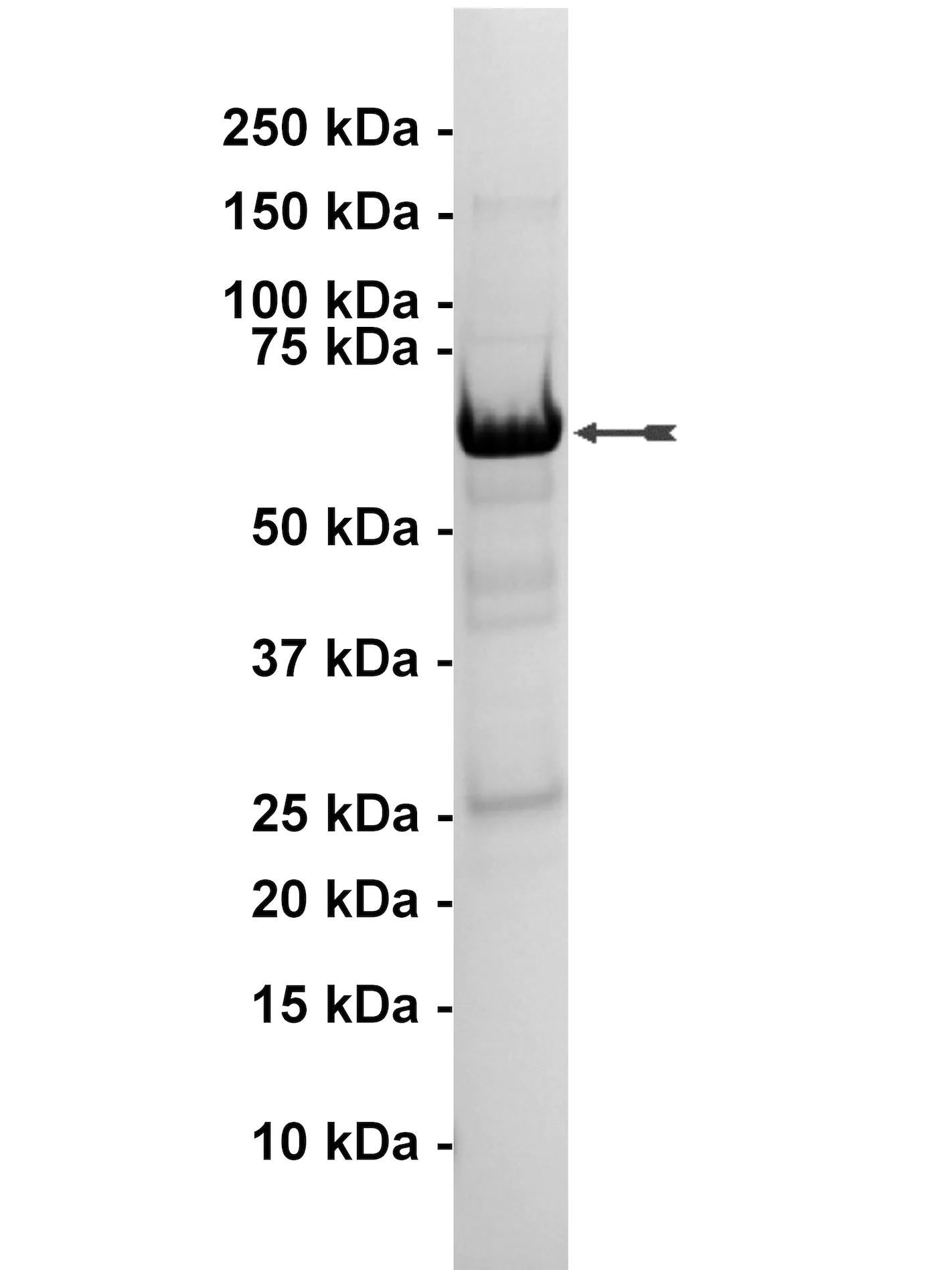 p38α/SAPK2a, active Human Recombinant Kinase Protein