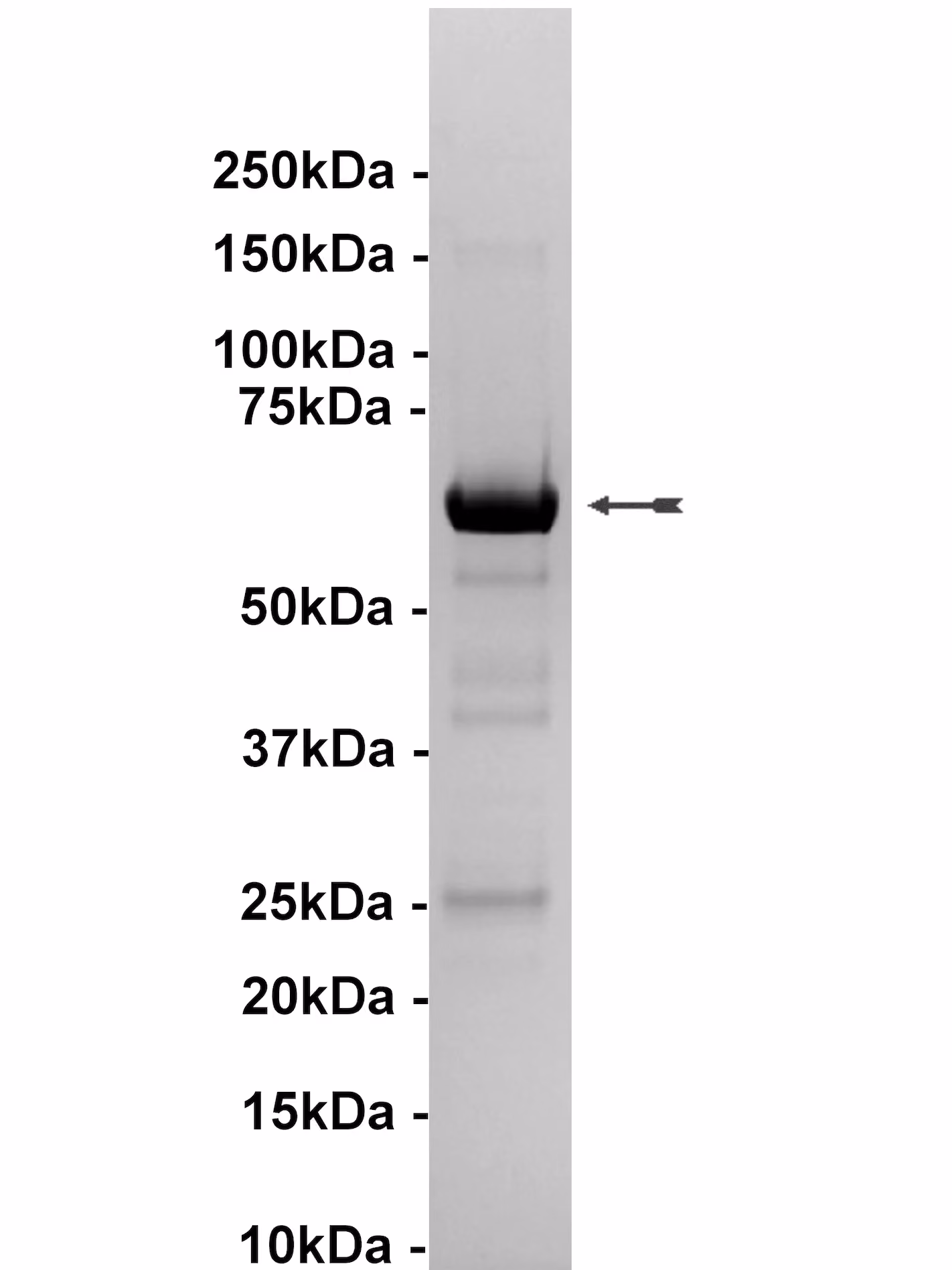 p38α/SAPK2a, unactive Human Recombinant Kinase Protein