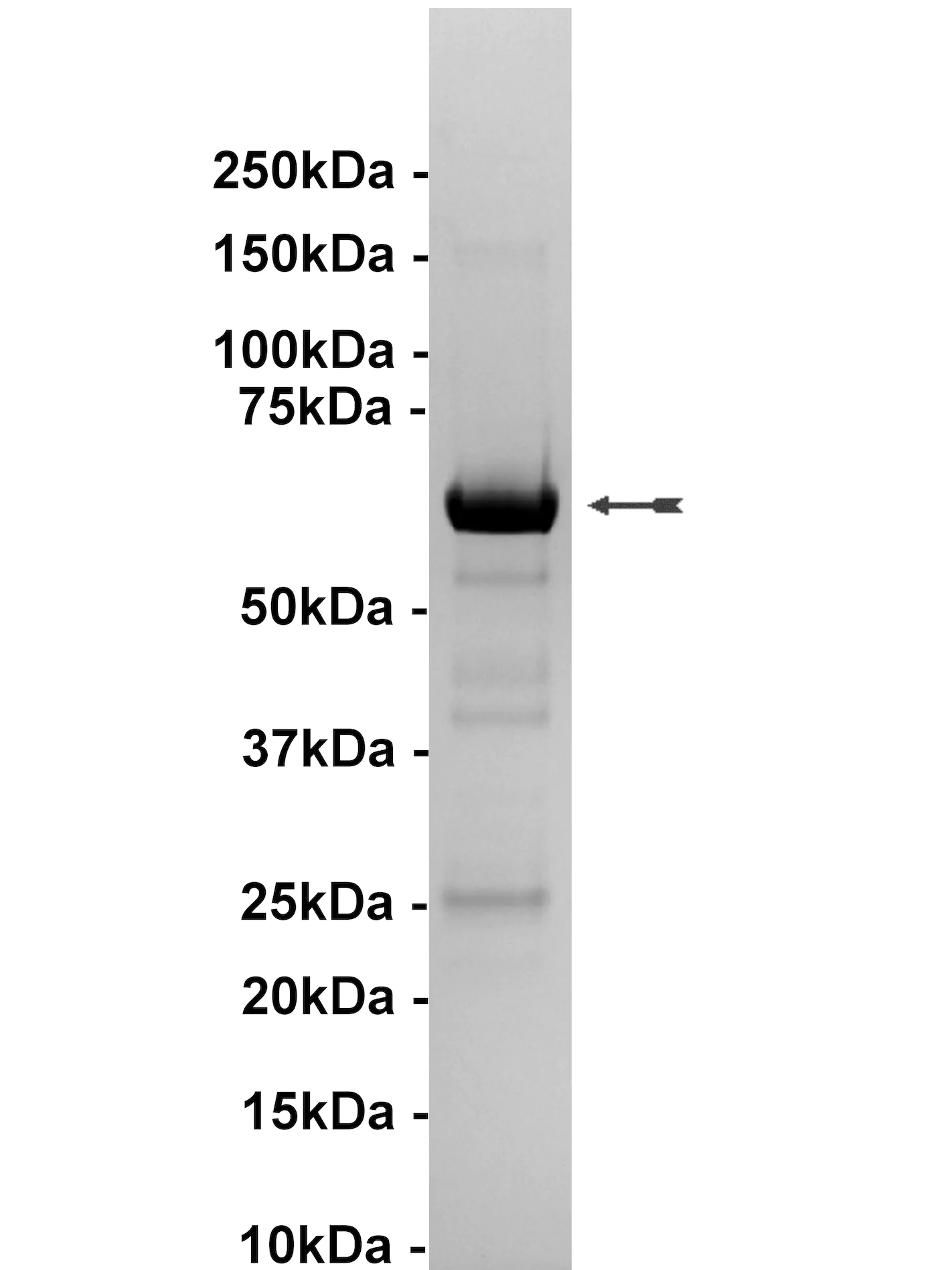 p38α/SAPK2a, unactive Human Recombinant Kinase Protein