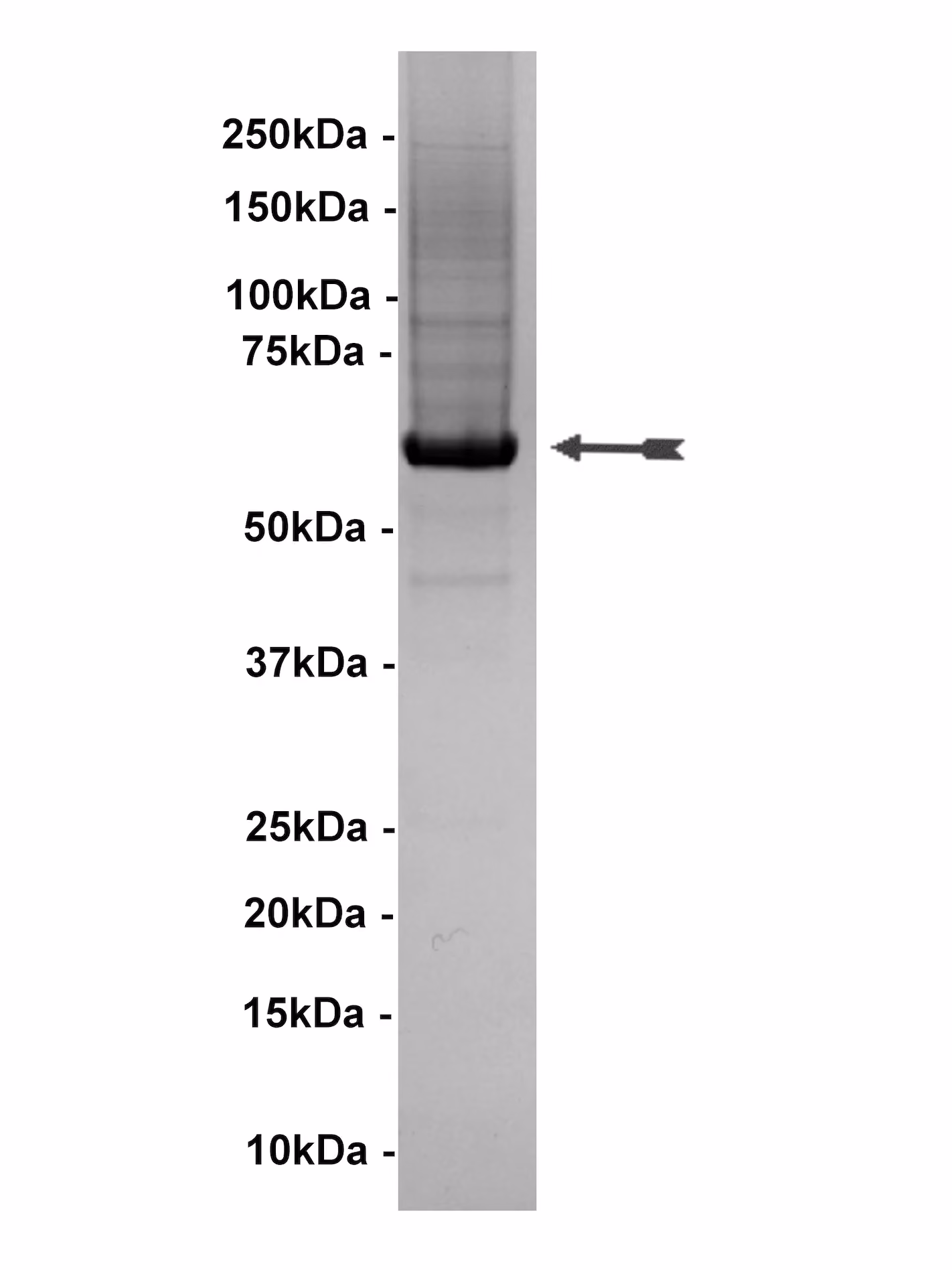 Akt1/PKBα, unactive Human Recombinant Kinase Protein