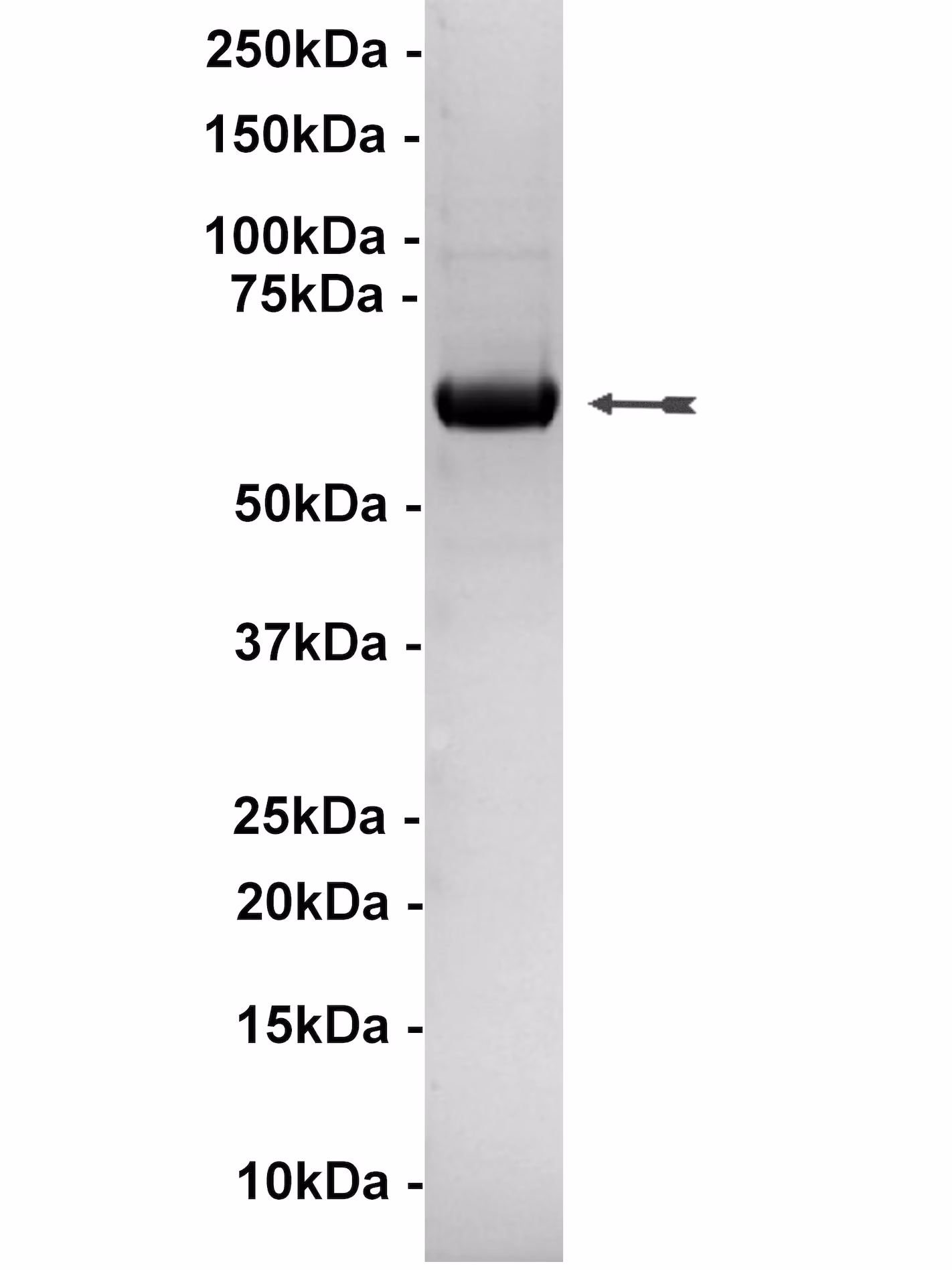 Akt1/PKBα, active Human Recombinant Kinase Protein
