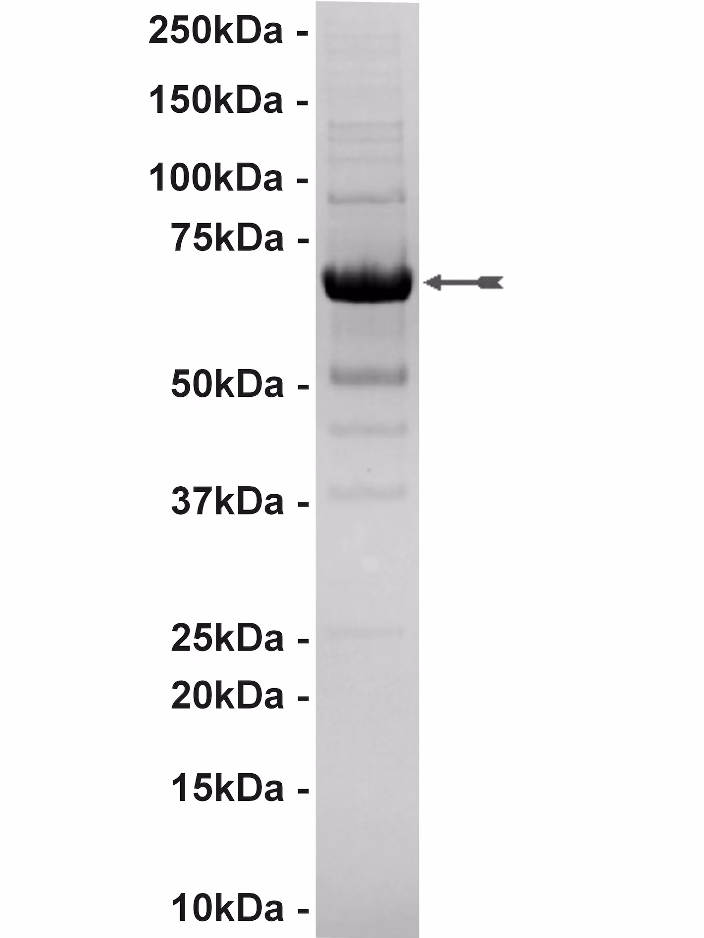 PDGFRβ, active Human Recombinant Kinase Protein