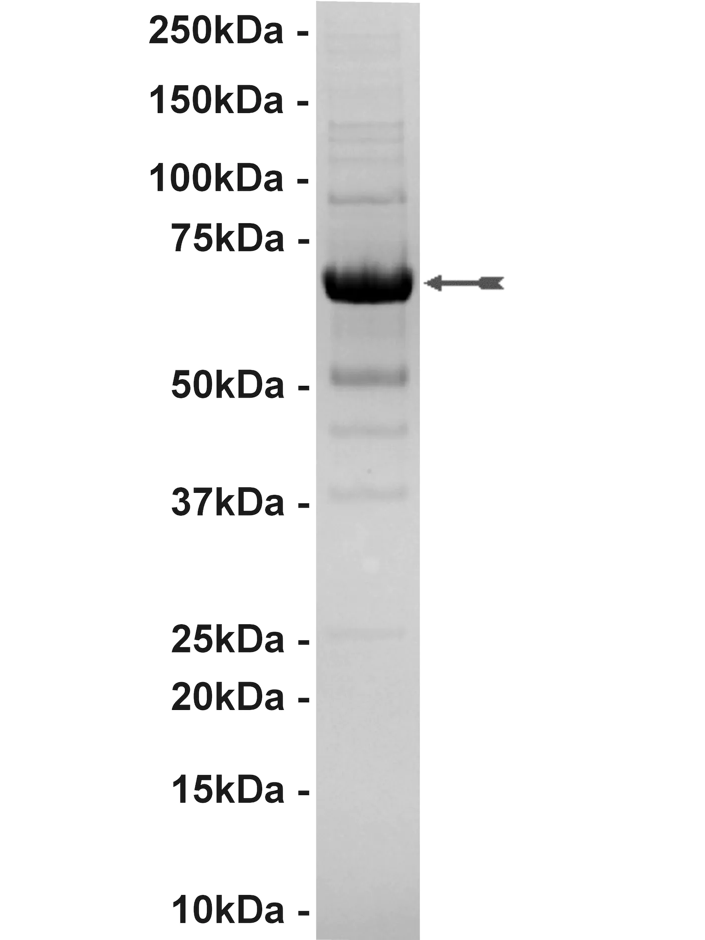 PDGFRβ, active Human Recombinant Kinase Protein