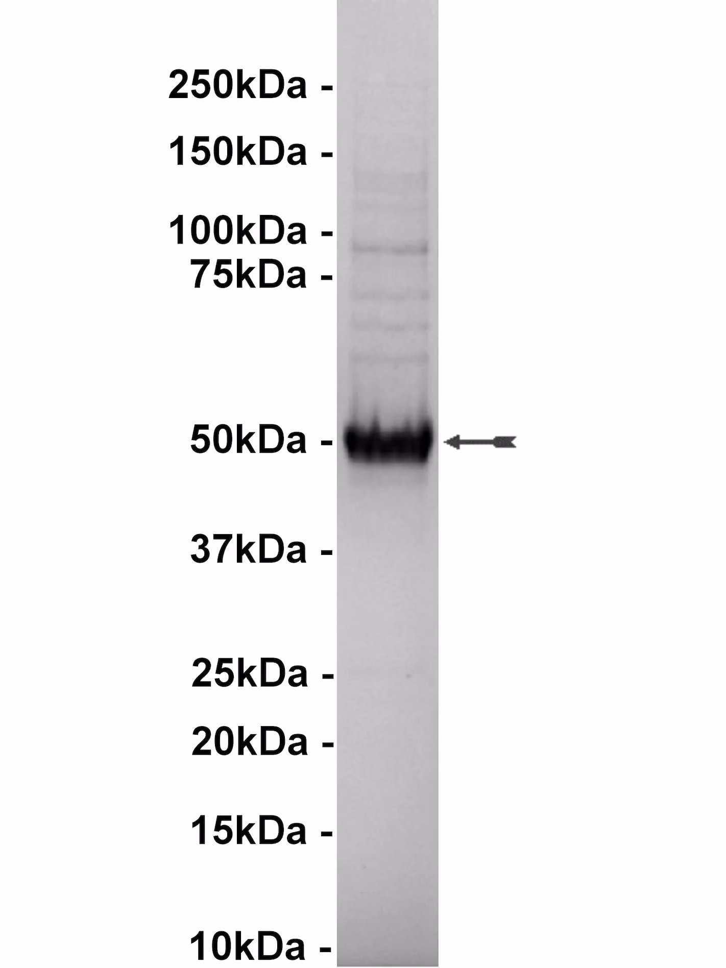 GSK3β, active Human Recombinant Kinase Protein