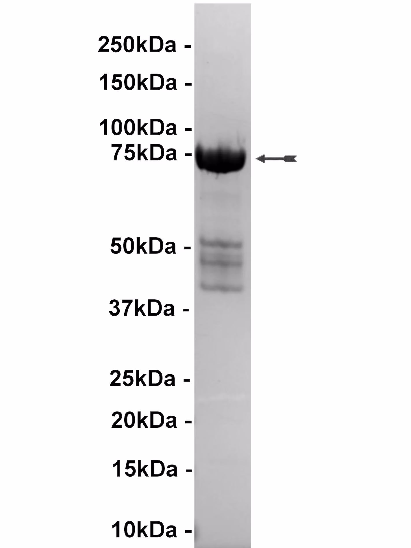 MKK6/SKK3, unactive Human Recombinant Kinase Protein
