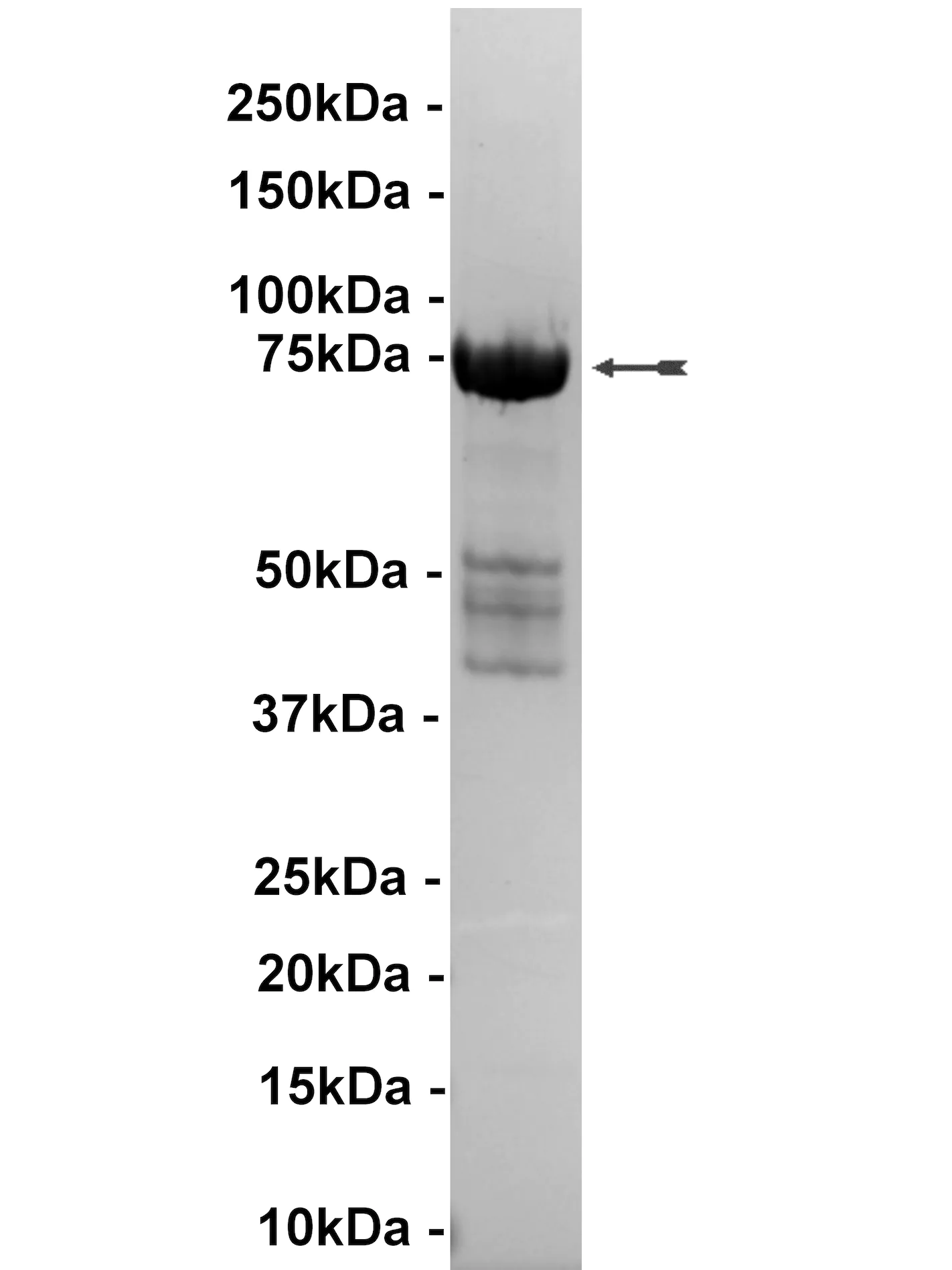 MKK6/SKK3, unactive Human Recombinant Kinase Protein