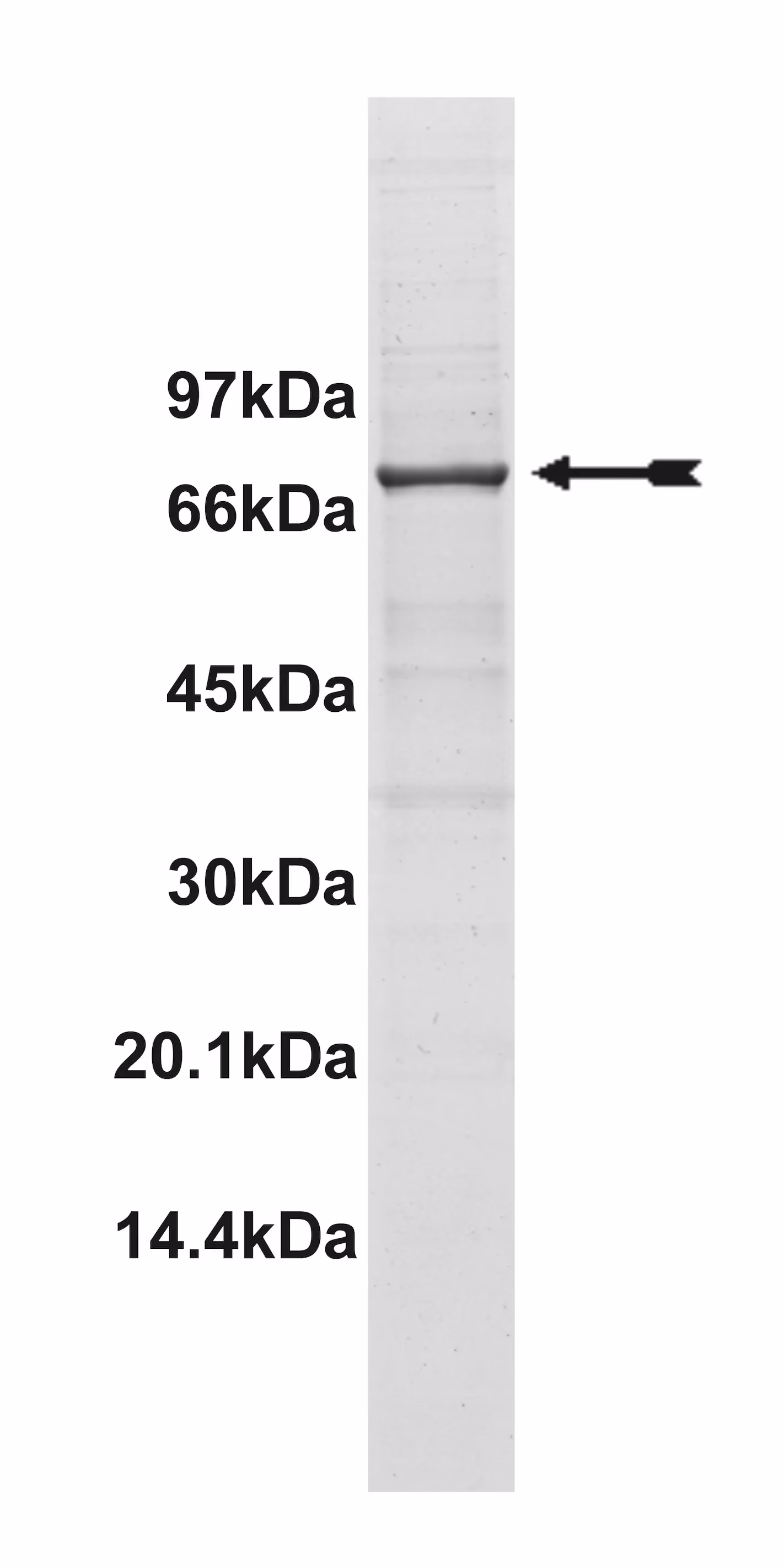 Syk, active Human Recombinant Kinase Protein