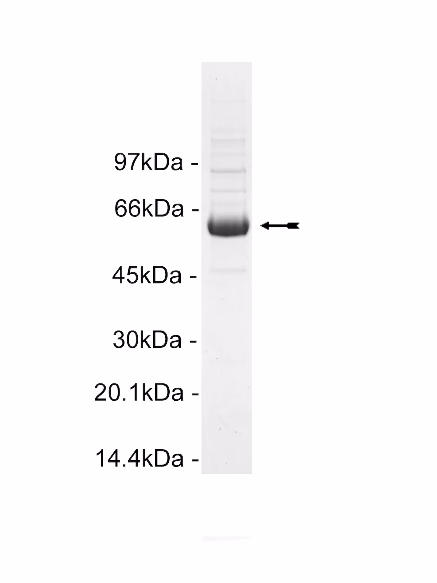 Lyn, active, mouse Mouse Recombinant Kinase Protein