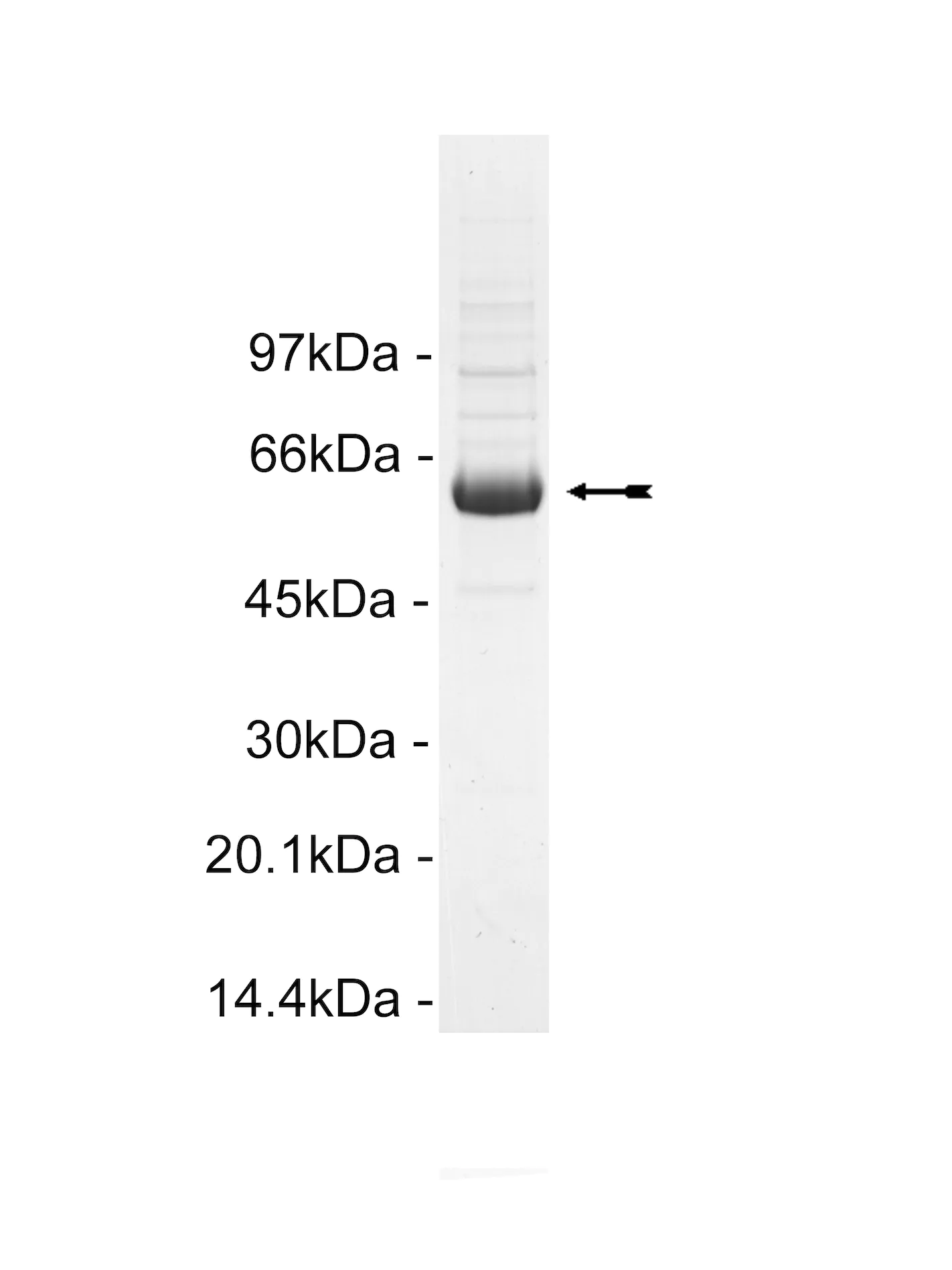 Lyn, active, mouse Mouse Recombinant Kinase Protein