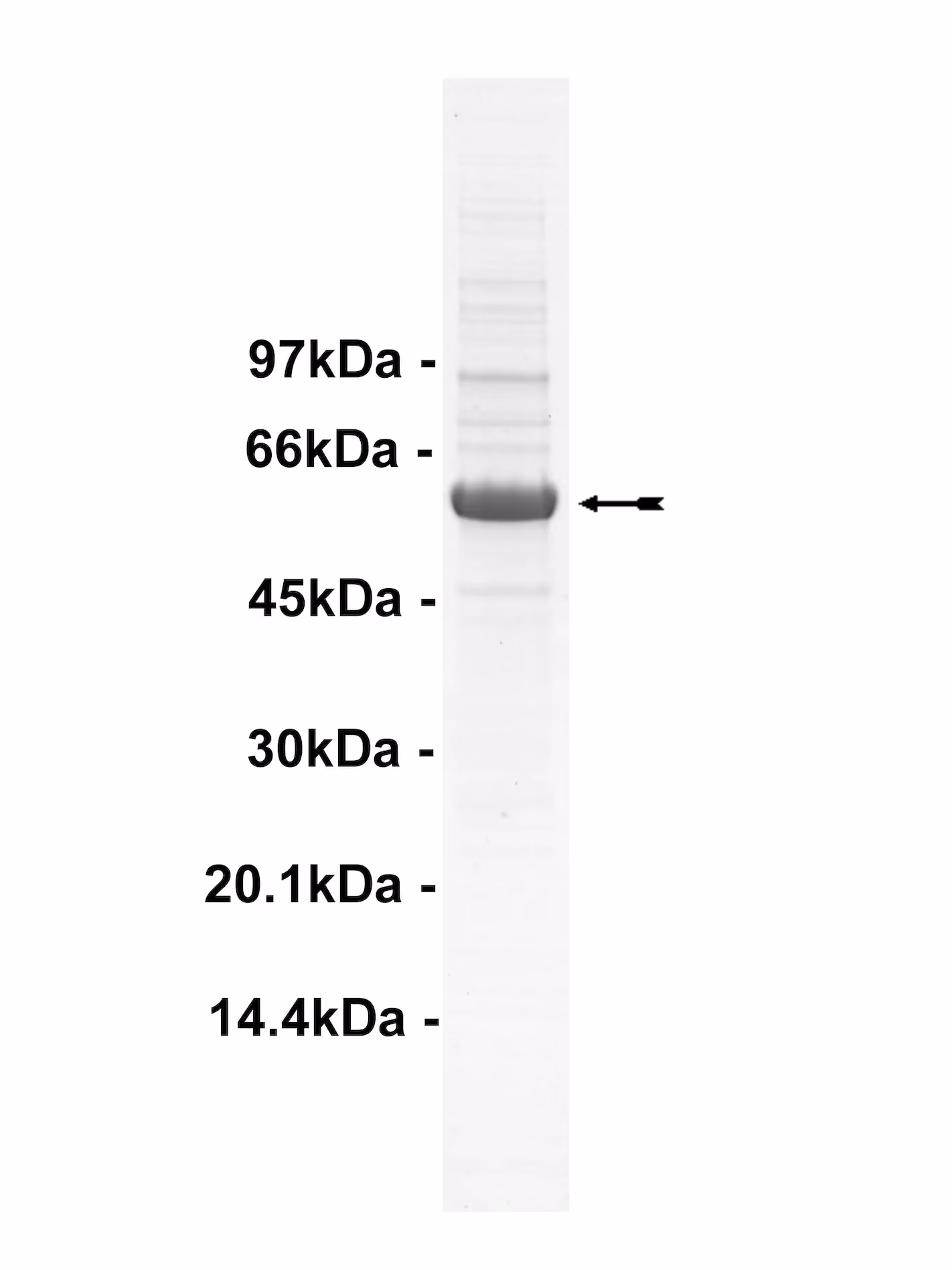 Blk, active Human Recombinant Kinase Protein