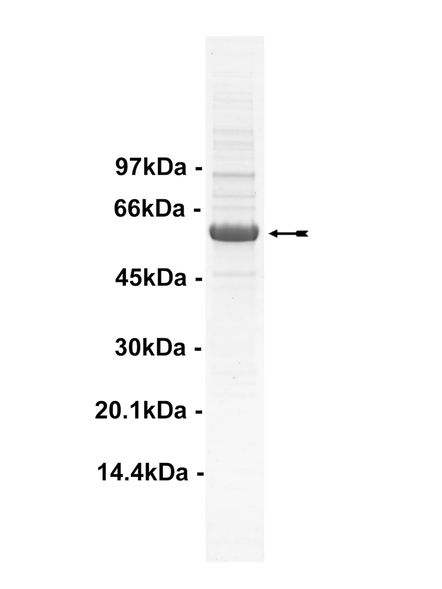 Blk, active Human Recombinant Kinase Protein