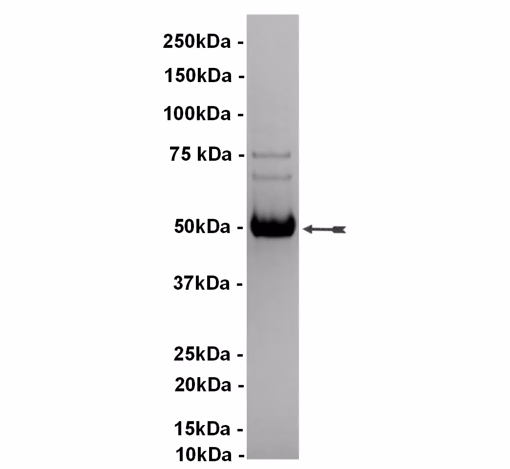 JNK2α2/SAPK1a, active Human Recombinant Kinase Protein