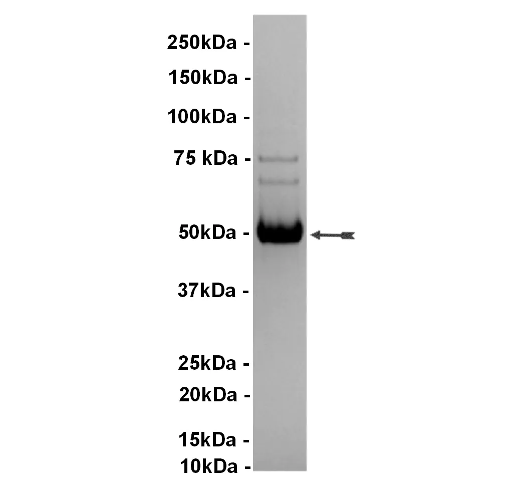 JNK2α2/SAPK1a, active Human Recombinant Kinase Protein