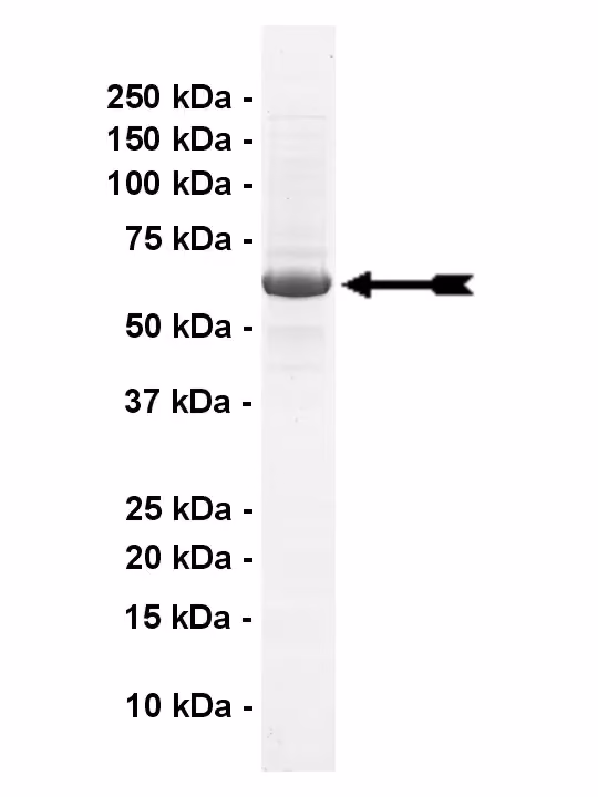 Src, active Human Recombinant Kinase Protein