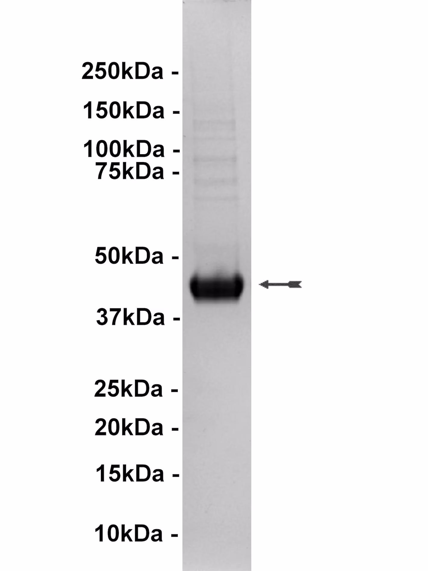 JNK1α1/SAPK1c, active Human Recombinant Kinase Protein