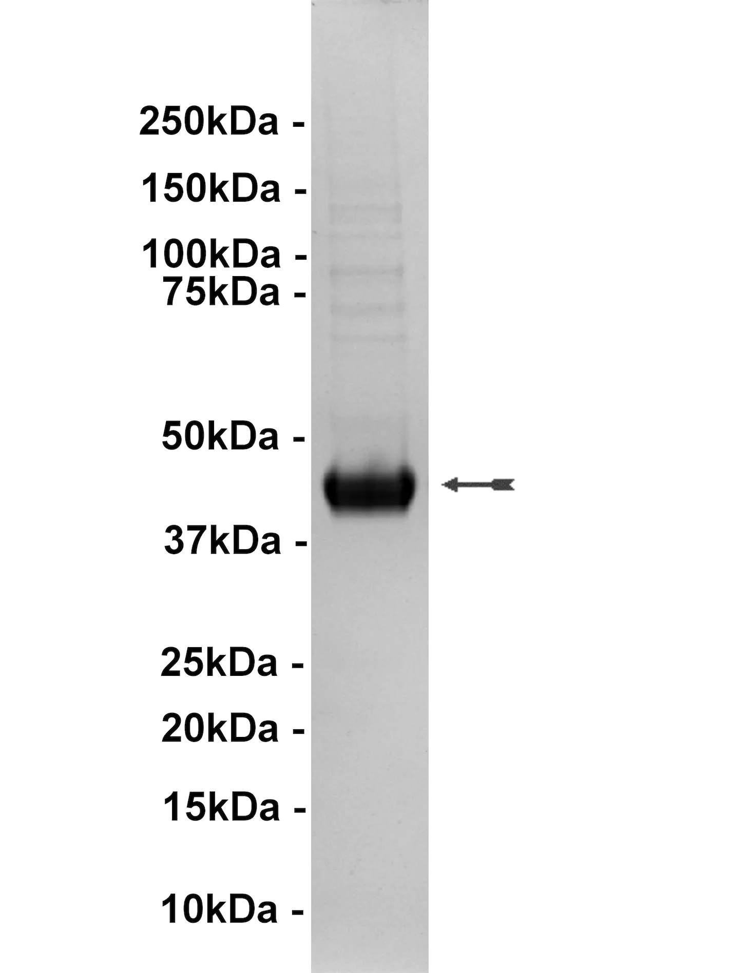 JNK1α1/SAPK1c, active Human Recombinant Kinase Protein