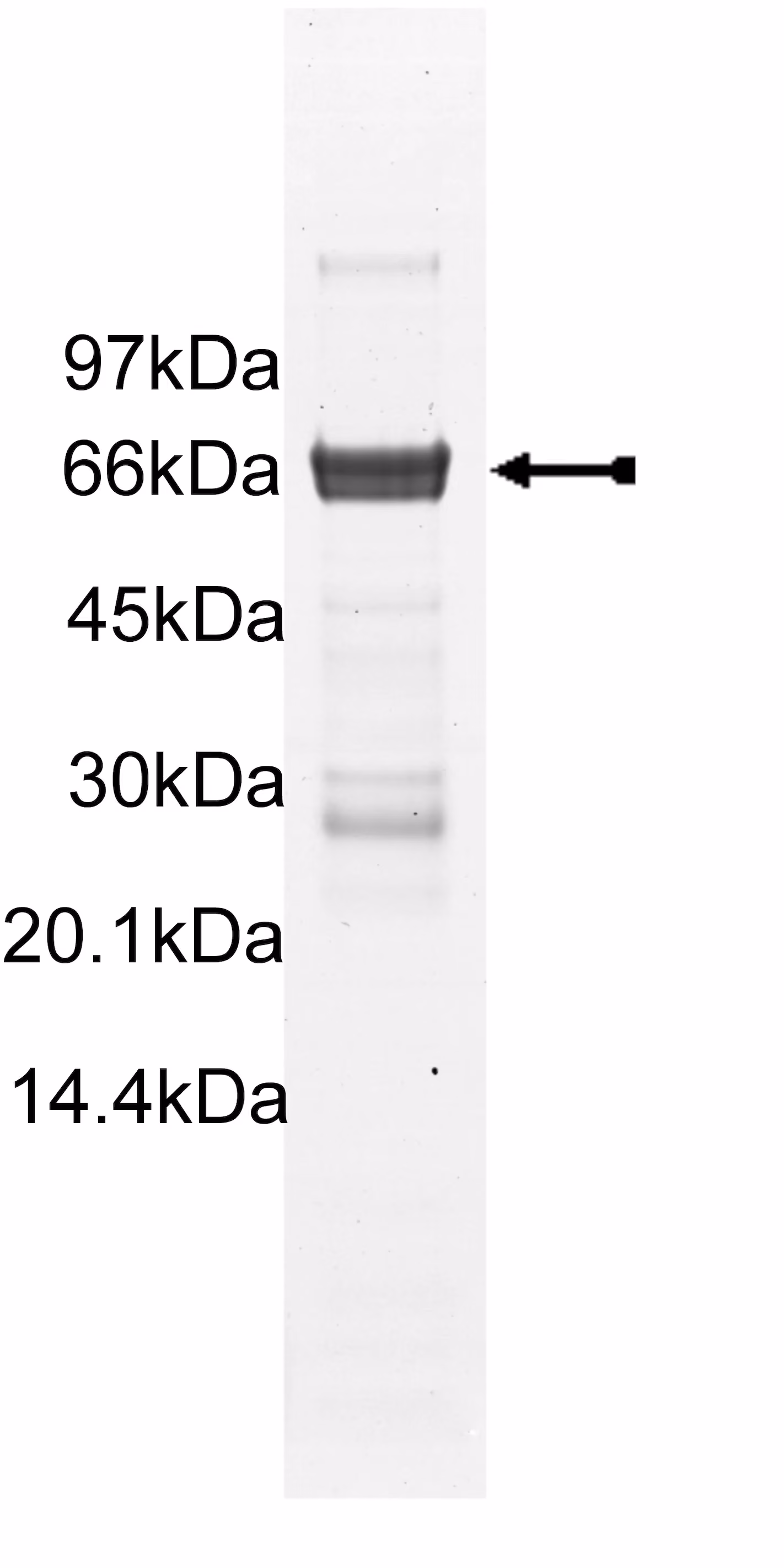 MAPKAP Kinase 2, active Human Recombinant Kinase Protein