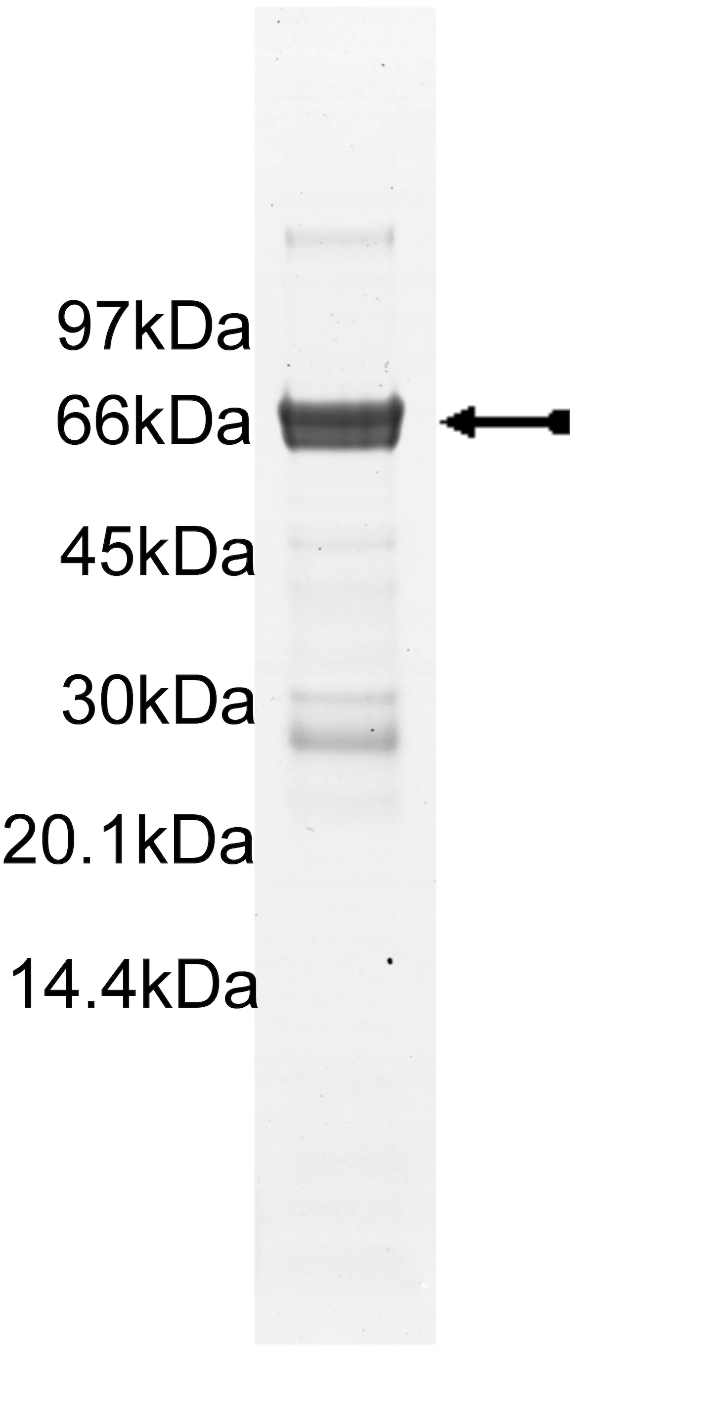 MAPKAP Kinase 2, active Human Recombinant Kinase Protein