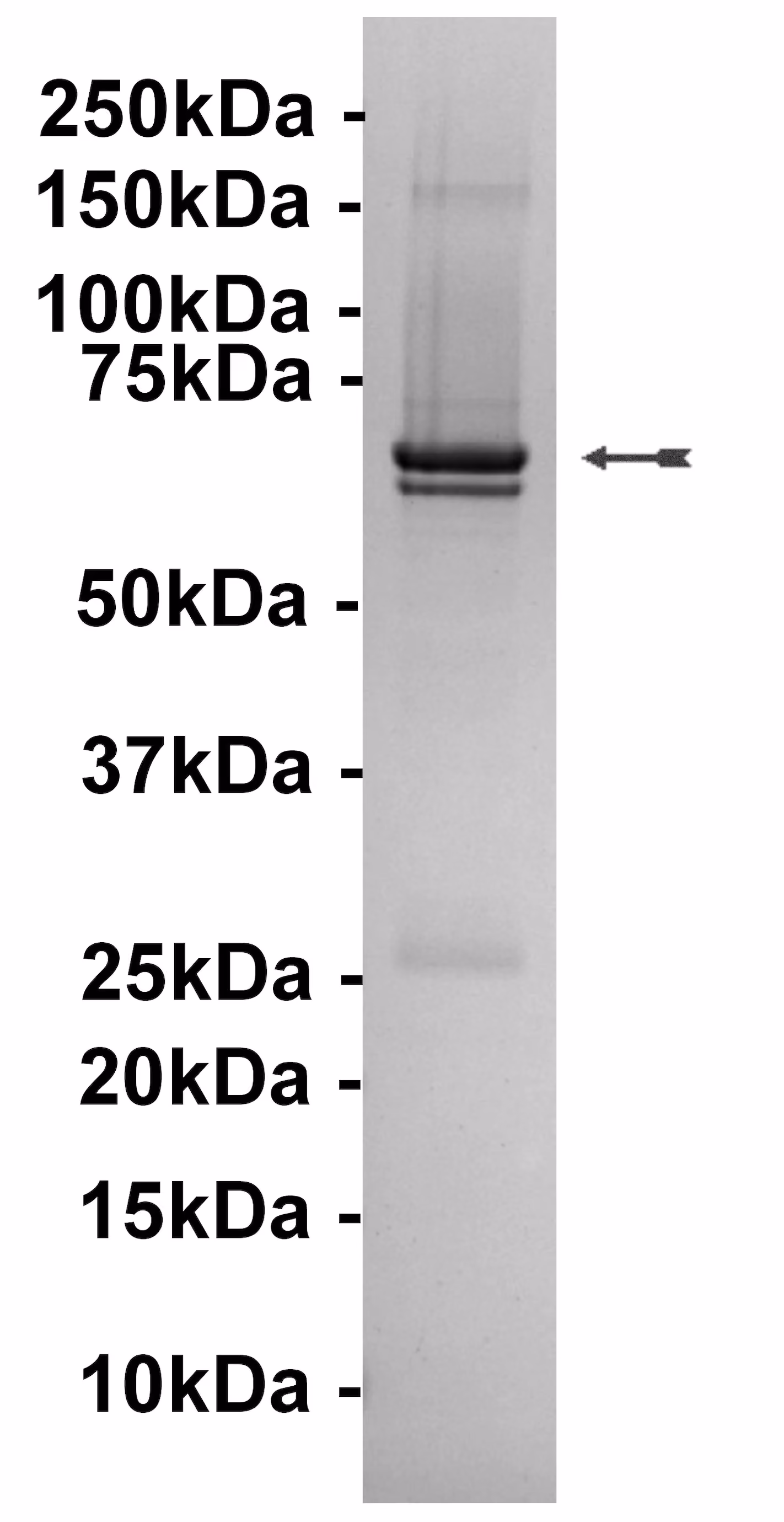 MAPKAP Kinase 2, unactive Human Recombinant Kinase Protein