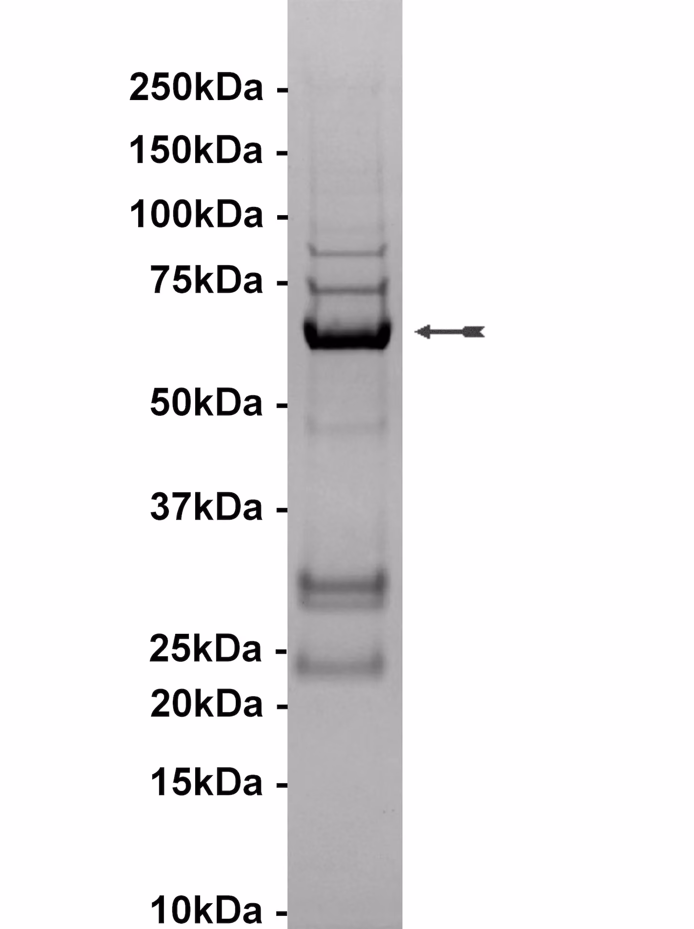 Raf-1 (truncated), active Human Recombinant Kinase Protein