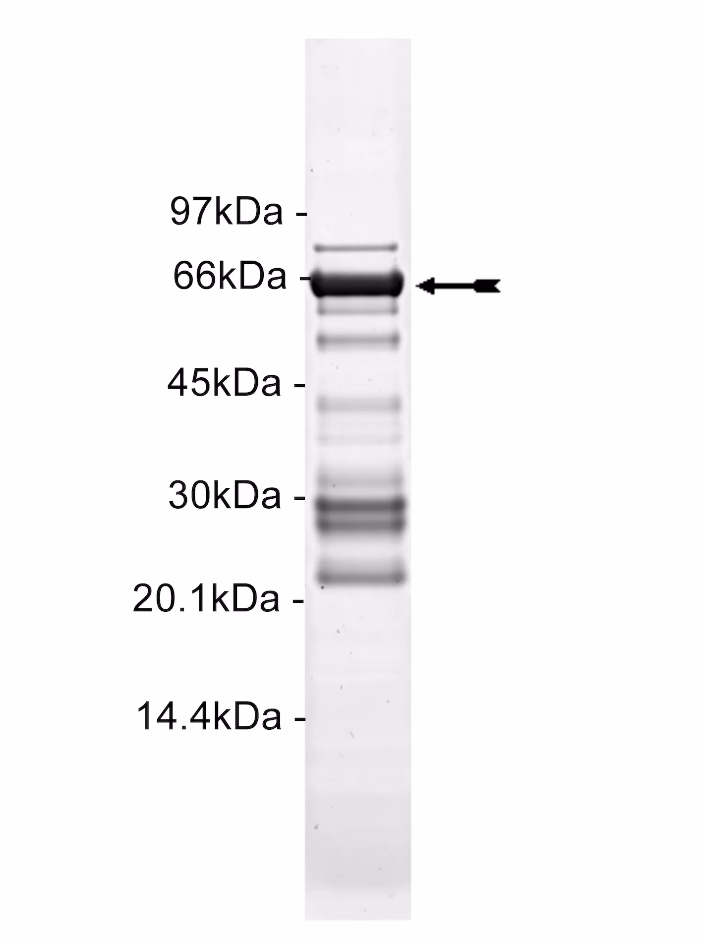 MKK4/SKK1, active Mouse Recombinant Kinase Protein