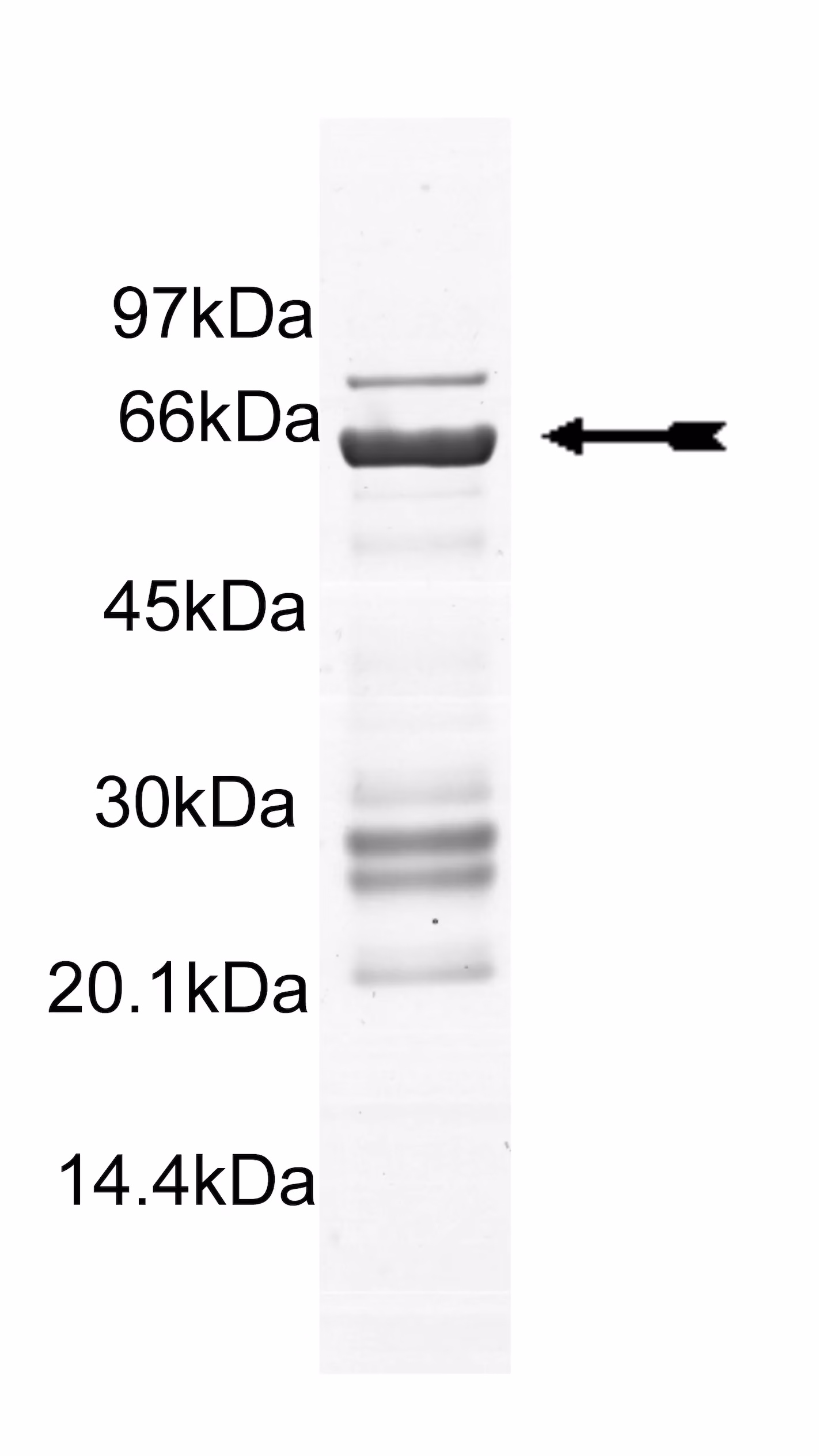 MKK4/SKK1, unactive Mouse Recombinant Kinase Protein