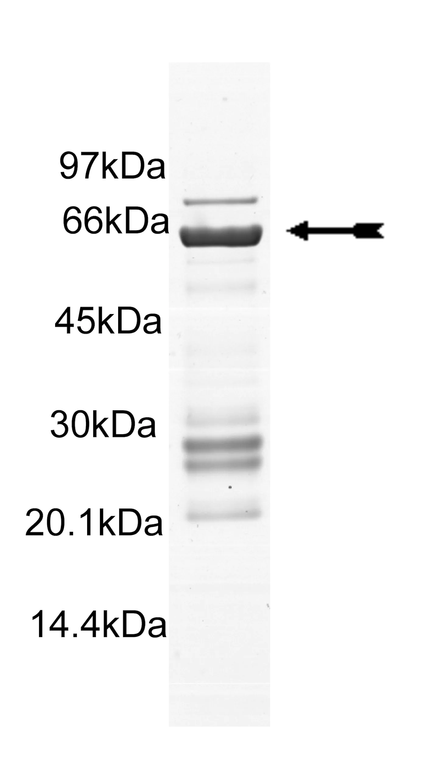 MKK4/SKK1, unactive Mouse Recombinant Kinase Protein