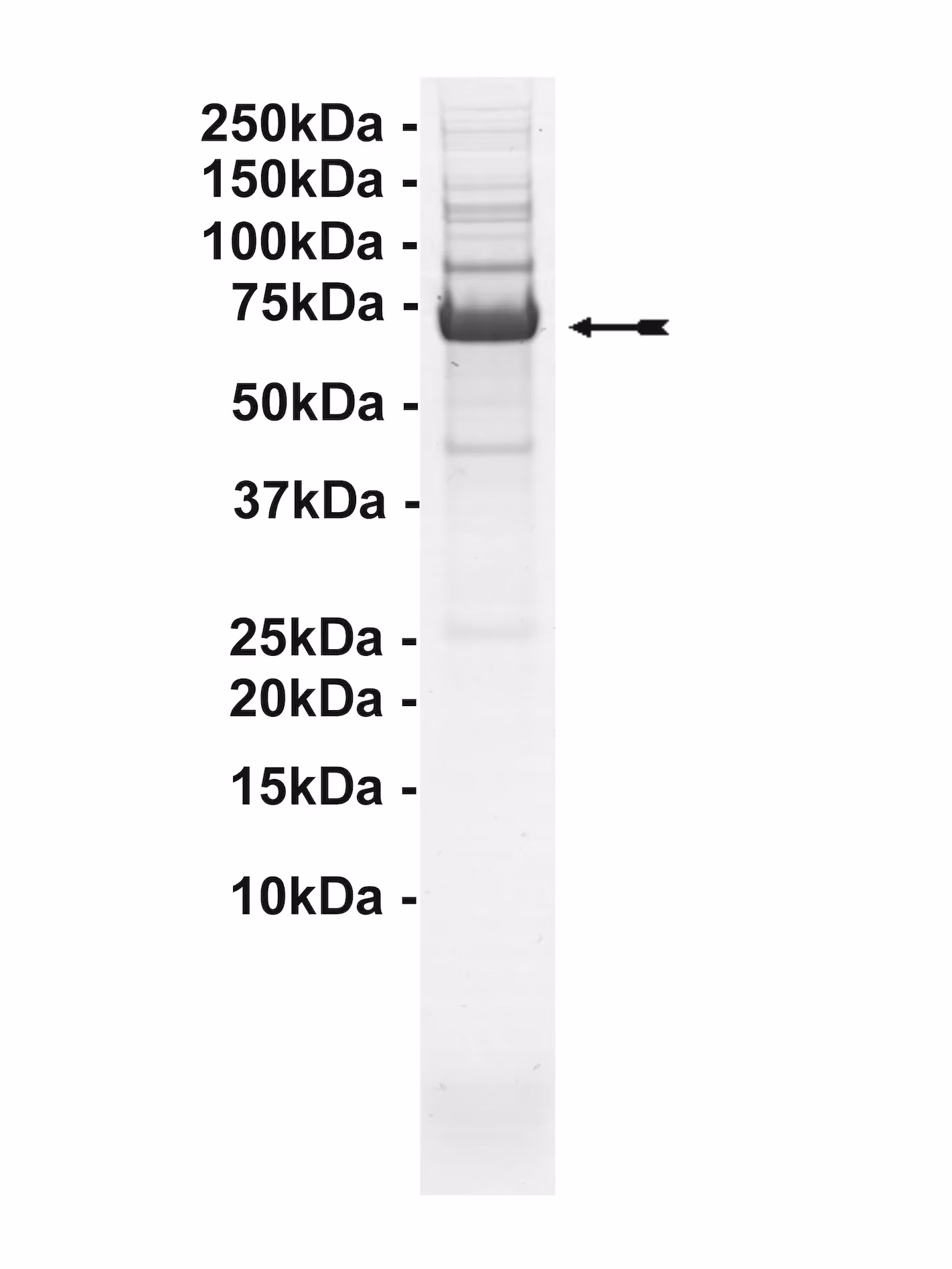 ZAP-70, active Human Recombinant Kinase Protein